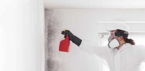 Professional Mold Remediation in Irvington, NY