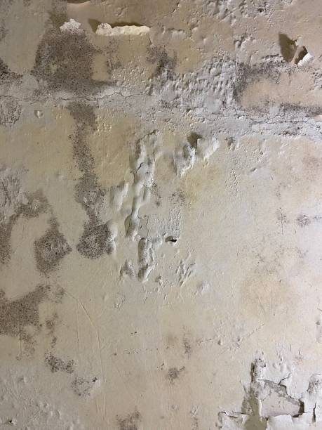 Best Mold Remediation for Schools in Irvington, NY