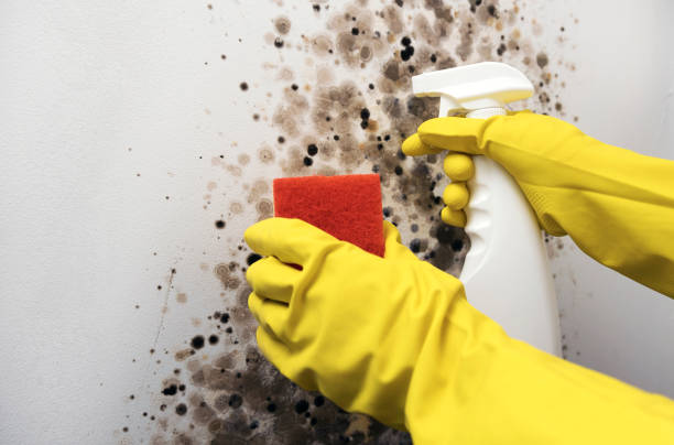 Best Preventive Mold Services in Irvington, NY